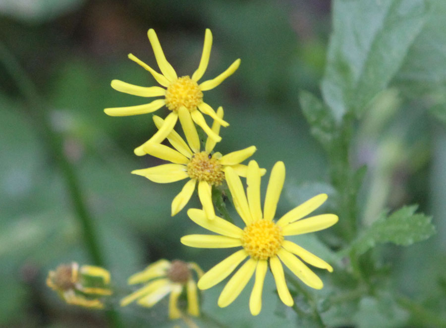 Senecio squalidus / Senecio squallido